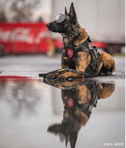 吃瓜张警犬,揭秘警犬世界的趣味瞬间