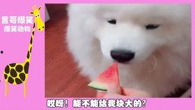 吃不吃西嘿嘿瓜,吃或不吃，夏季清凉大不同
