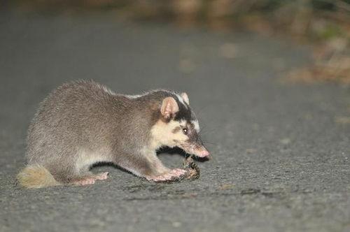 动物吃瓜精彩片段,一场别开生面的美食之旅
