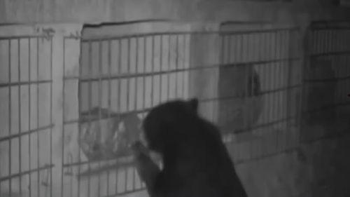 黑影男女吃瓜,揭秘娱乐圈的神秘瓜田