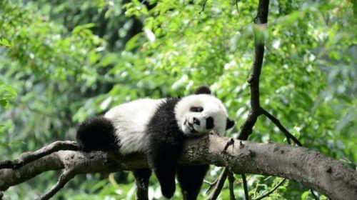 熊猫戴眼镜吃瓜,趣味横生的瓜果时光