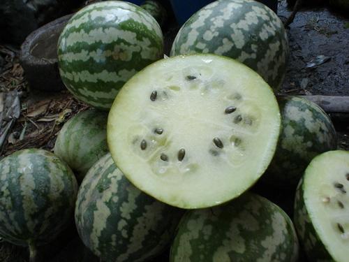 粗瓜怎么吃视频,跟随视频学习创意烹饪技巧