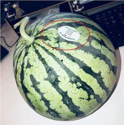 吃瓜网红入口,一场全民娱乐盛宴