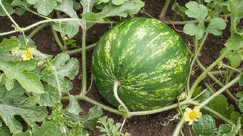 吃瓜孑会胖吗,吃瓜也能增肥？揭秘吃瓜与体重的关系