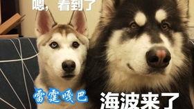 二狗直播吃瓜,揭秘娱乐圈幕后真相