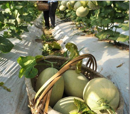 坏婆婆吃瓜,揭秘婆媳关系的微妙平衡