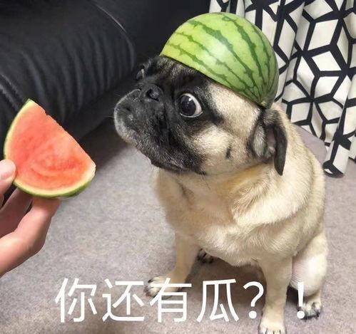 愚蠢吃瓜,揭秘网络谣言背后的荒诞故事