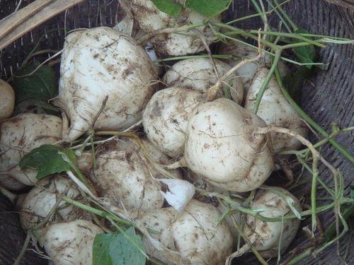 怀孕土瓜可以吃吗,土瓜的食用安全与营养益处