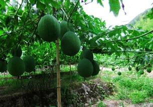 吃吊瓜苦想吐,引发食欲与反思之旅