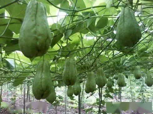 大邑县吃瓜,瓜果飘香，品味田园生活