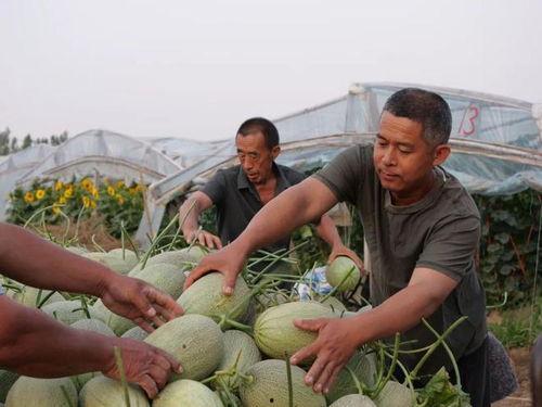 肥乡东北庄村吃瓜,瓜果飘香，共享丰收喜悦