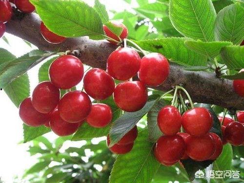 大樱桃吃瓜视频,揭秘网红美食背后的故事