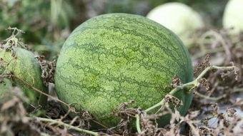 吃瓜兰州拍照,定格这座城市的独特魅力